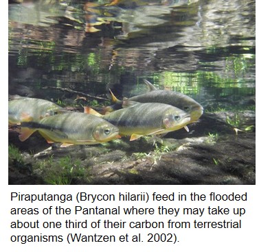 Piraputanga (Brycon hilarii) feed in the flooded areas of the Pantanal where they may take up about one third of their carbon from terrestrial organisms (Wantzen et al. 2002).