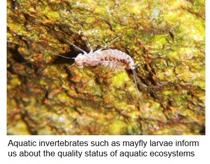 Aquatic invertebrates such as mayfly larvae inform us about the quality status of aquatic ecosystems